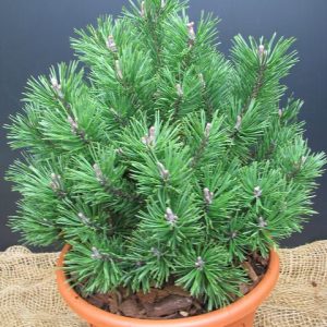 Zwergseidenkiefer Pinus strobus Minima 20-25cm Nadelgehölz Zwergsorte 