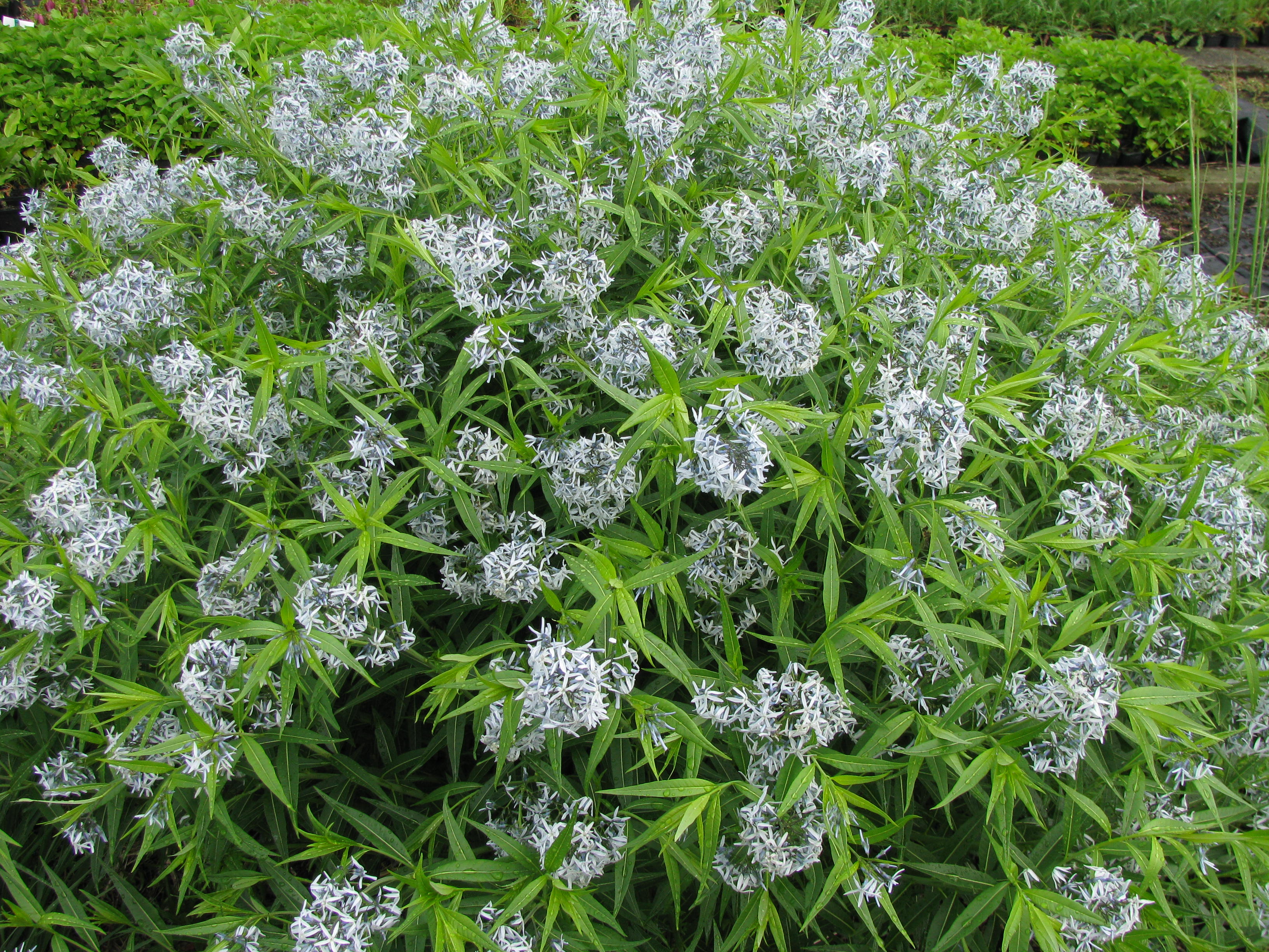 Blausternbusch Amsonia tabernaemontana Sommerblüher 